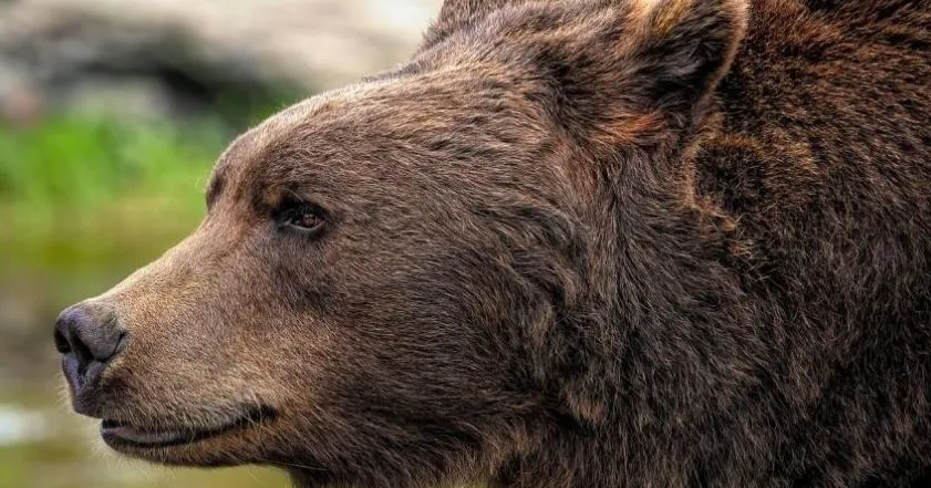 北海道已射殺近千隻野熊　冷凍和焚燒設施不敷使用