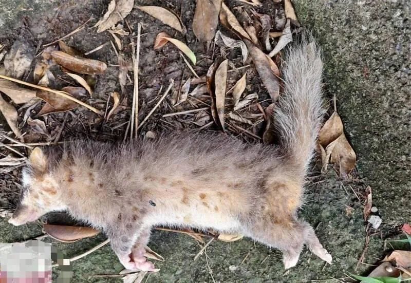 苗栗家犬叼到「狂犬鼬獾屍」慘遭安樂死　今年5例現蹤