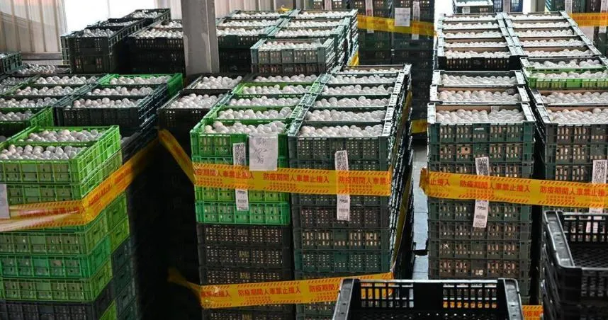 彰化5.7萬顆芬普尼蛋流向公開　台中最慘有4萬、新北1萬顆僅回收部分