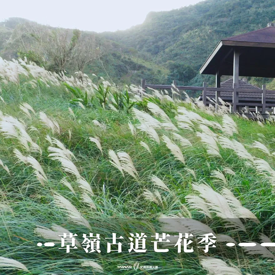 草嶺古道芒花季登場！登高賞銀白花海　享秋日深chill遊