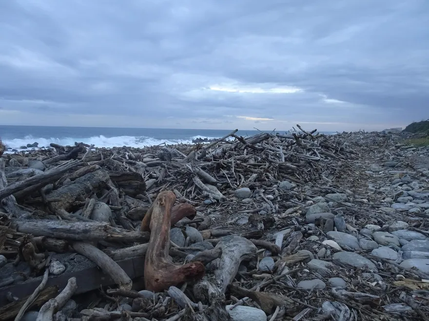 台東林保署政策放寬　11/20起開放撿保安林漂流木