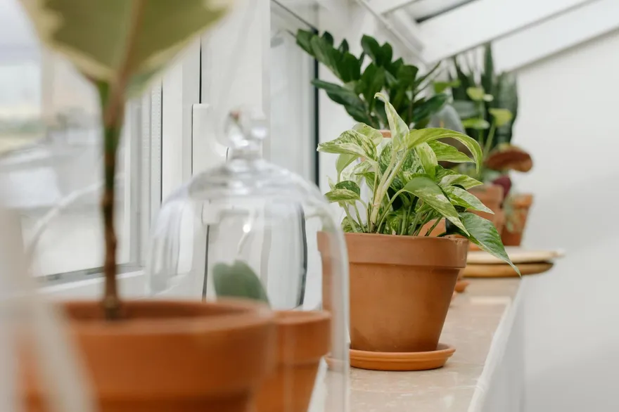 陽台擺對「3植物」秒開財庫！　全家財運、貴人運一路暴衝