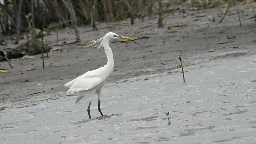 挖子尾自然保留區迎冬候鳥潮　生態導覽開放預約