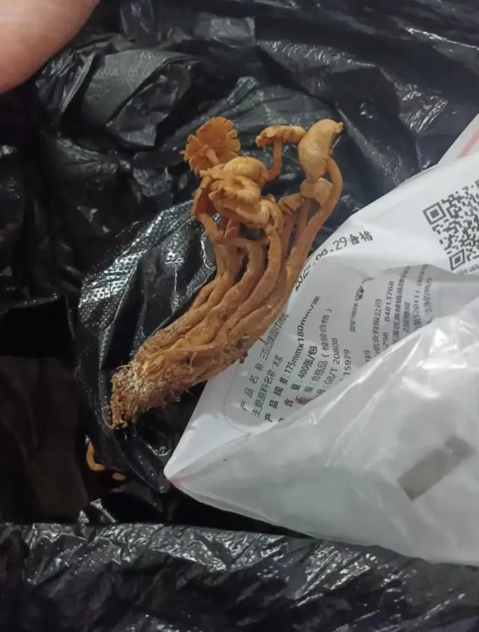 路邊野菇別亂採！貴州村民大啖「金針菇」　中毒致3死2傷