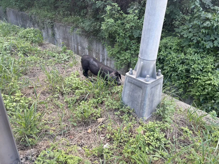 影/台64線2黑豬「跳車」觀音山隧道急封閉　車流回堵2.4公里