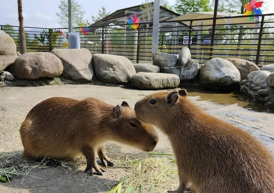 宜蘭4.9顆星「鹿爺爺農場」12/1歇業！網淚：全台最乾淨農場