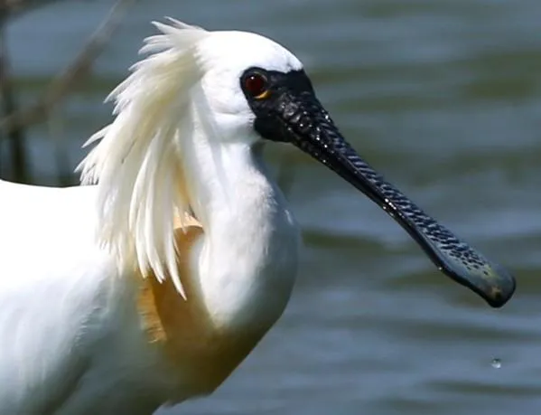 高雄成跨國候鳥中繼站！「國際級嬌客」黑面琵鷺造訪茄萣濕地