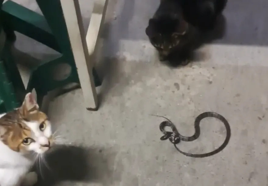 貓咪報恩！台中警餵食換來捕蛇服務　派出所蛇患減半