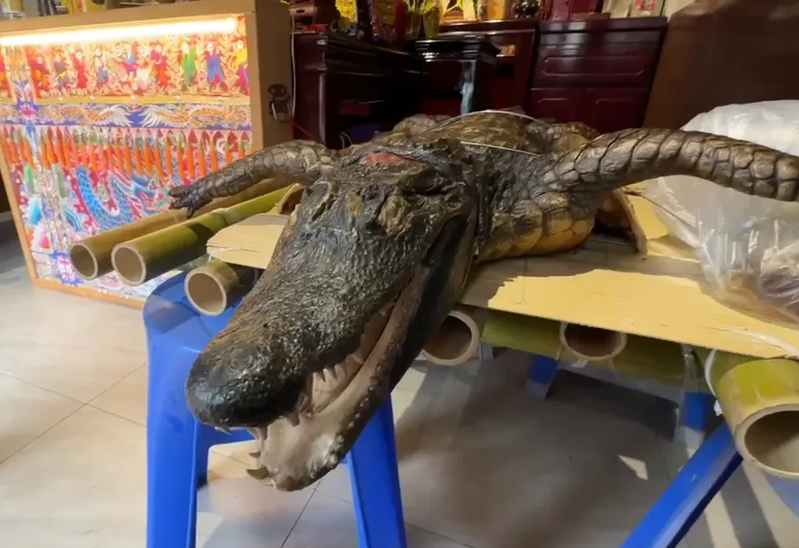 影/屏東崁頂信徒獻40台斤「烤全鱷」酬神！廖大乙：較不建議