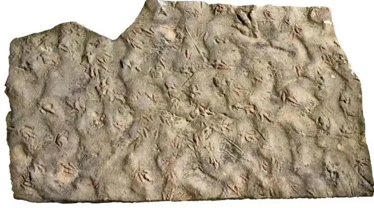 用19年才發現！四川村民墊腳石竟是化石　揭1.9億年恐龍足跡