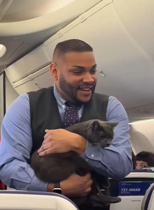 影/西南航空貓咪「大逃亡」萌翻乘客　網笑：我搭的班機為何都沒有