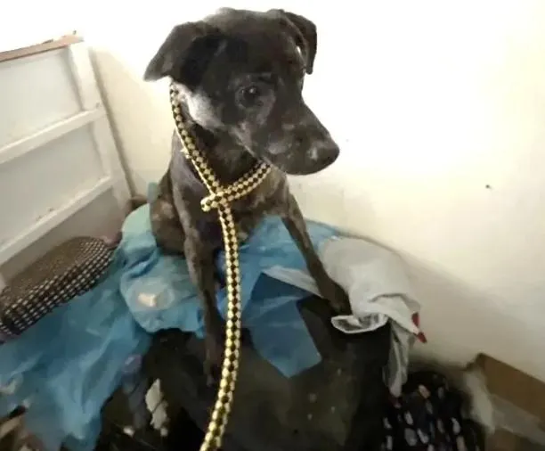 信義區住宅斷電多日！屋內竟發現恐怖屍骨　1犬4貓遭棄養