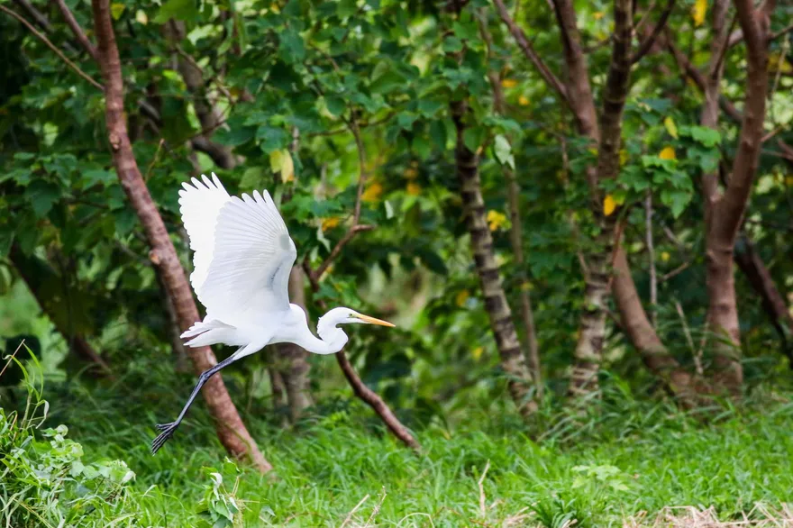 候鳥季報到！台東太平溪迎秋冬嬌客　琵嘴鴨成群悠游水面
