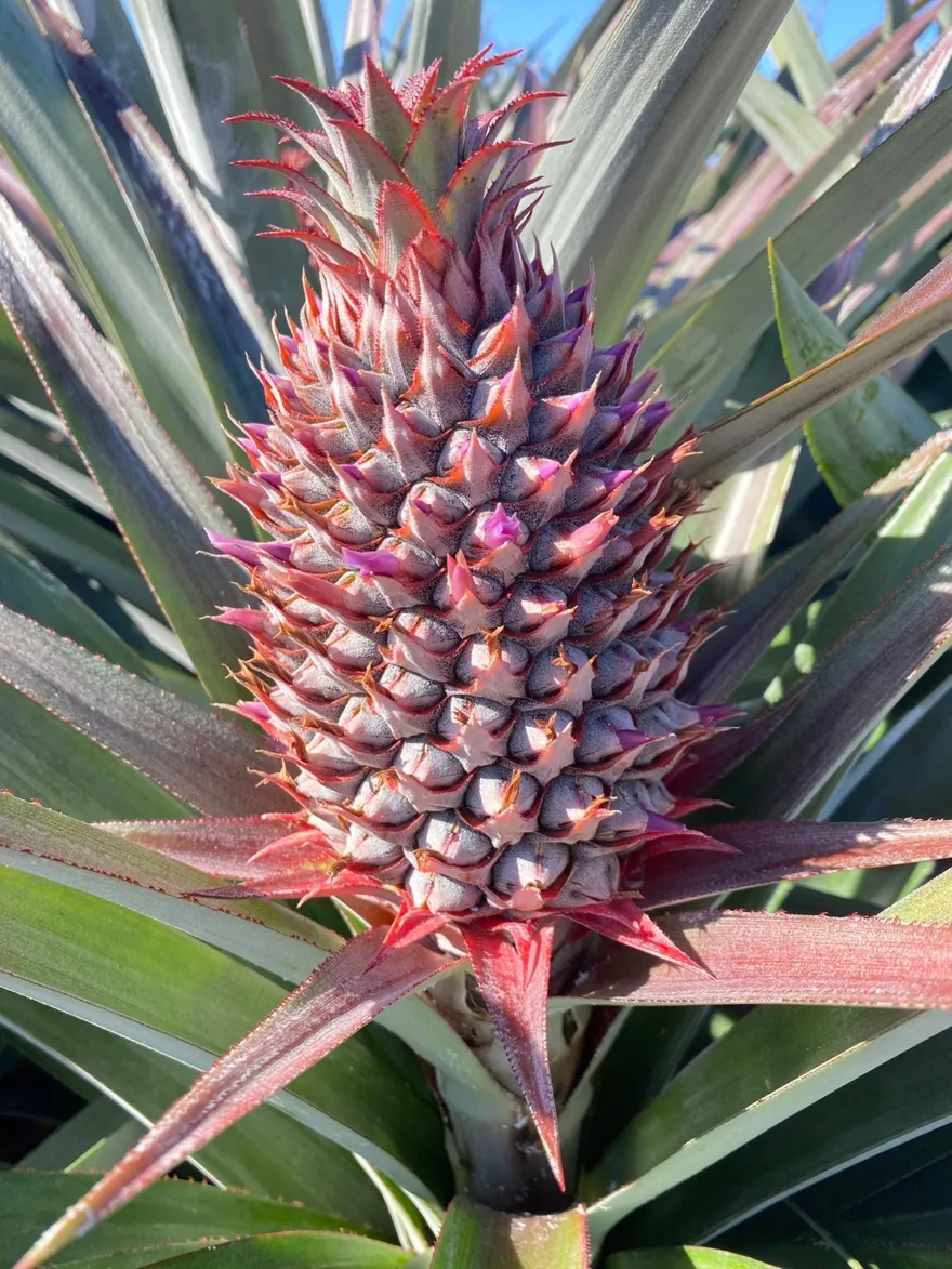 台灣水果冷知識！鳳梨底部最甜　芭樂竟是維生素C王