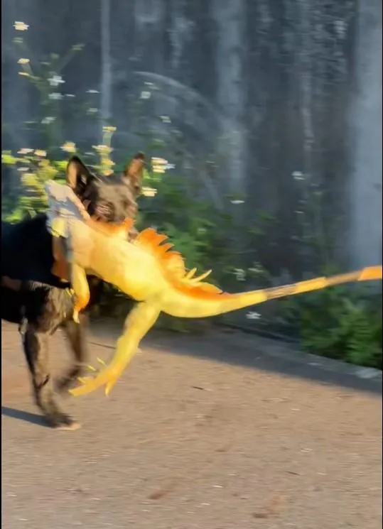 直擊黑狗路邊捕獲綠鬣蜥！　「10秒內解決」驕傲叼走了