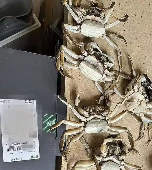 蕭貪！買家AI合成死螃蟹照騙退款860元　遭陸警拘留