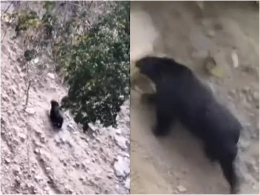 南投眉溪、翠巒2部落首通報台灣黑熊出沒！僅距露營區350米