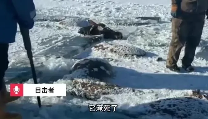 陸水庫赫見13匹「冰凍馬」！疑冰面破裂落水　慘集體凍死