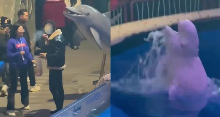 影/陸男海洋館內無視勸阻堅持抽菸　遭白鯨「精準噴水制裁」