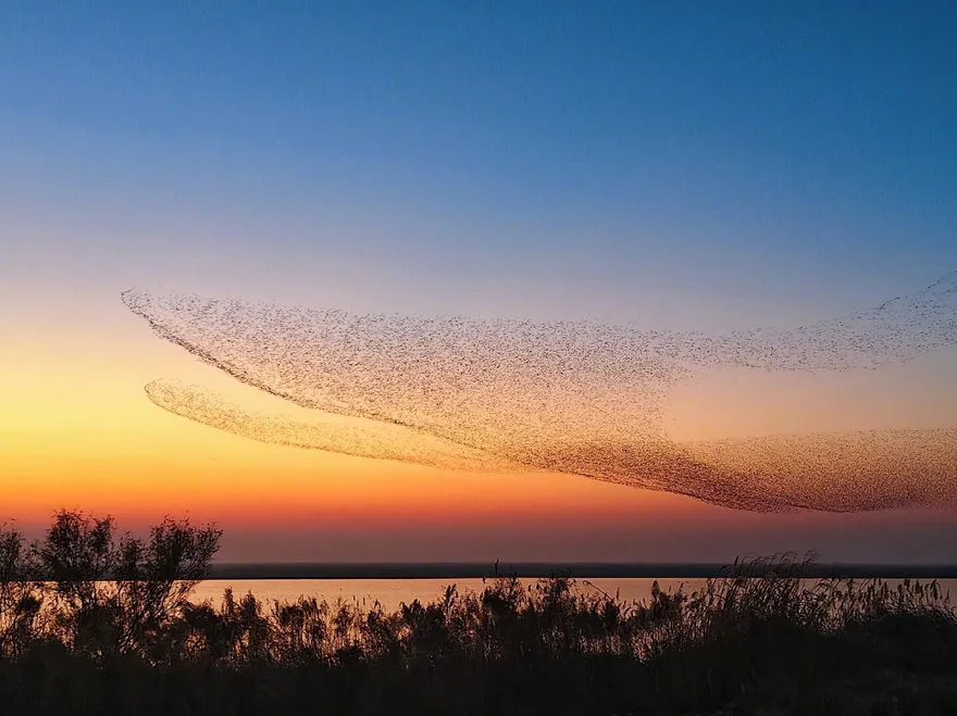 影/不是AI！山東驚現「鳥浪化鯤」奇觀　網嗨：「北冥有魚」是真的