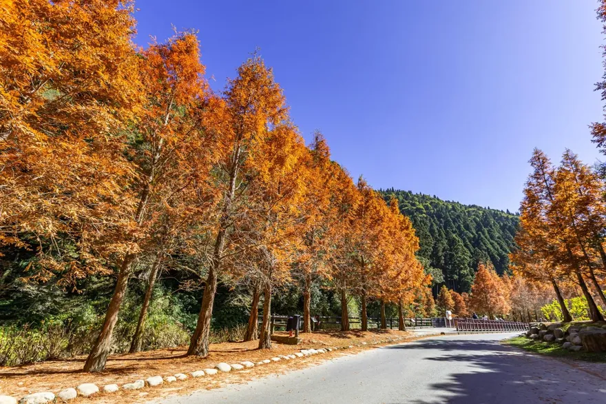 南投杉林溪迎金黃冬日！水杉轉色達極盛期　賞絕美湖景