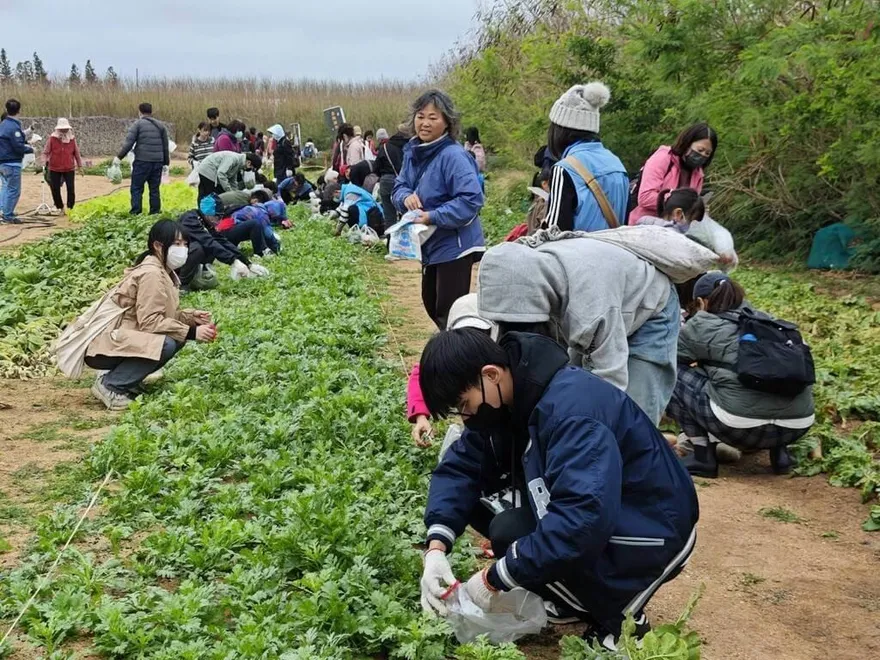 澎湖湖西山海食旅！親子體驗採青菜、扒貝殼