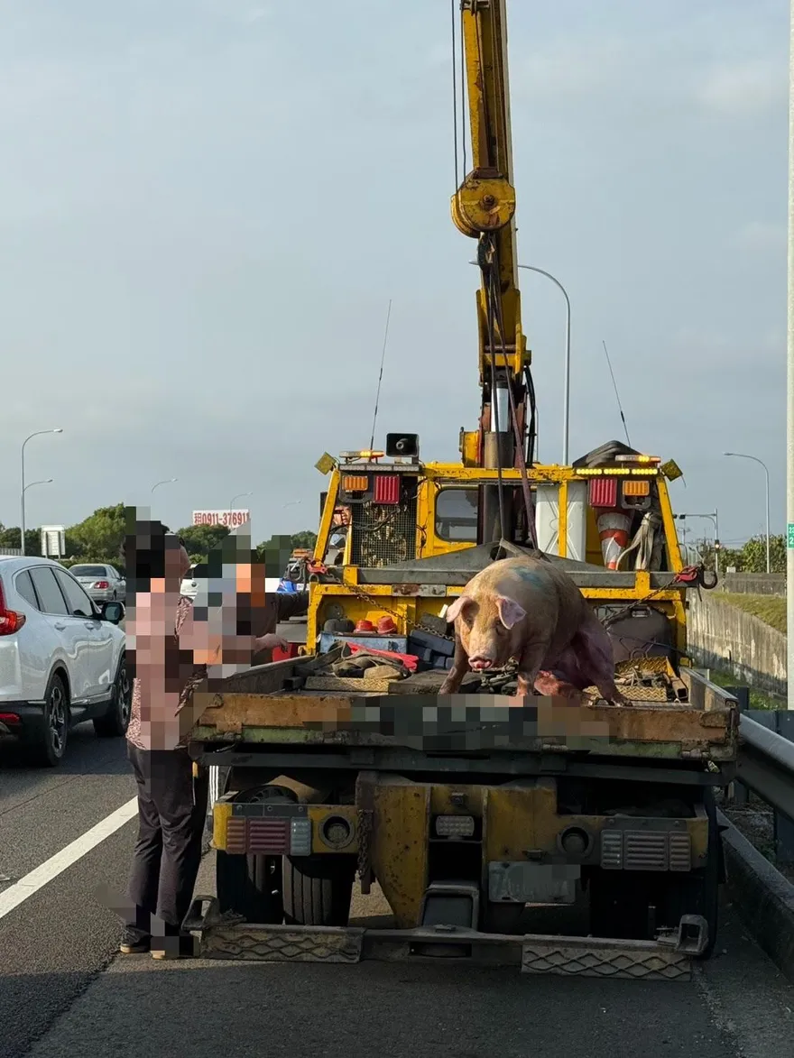國道虎尾段驚見豬隻跳車翻滾！因駕駛未綁牢　警開罰單
