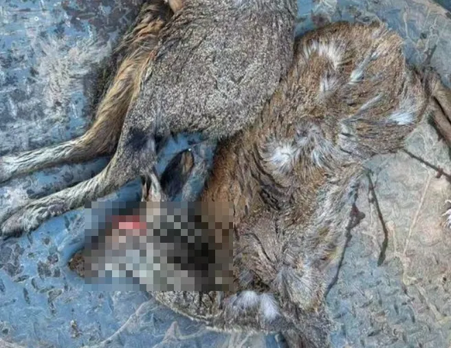 陸保育動物「馬麝」遭殘忍獵殺！「剖肚取麝香」後棄屍荒野