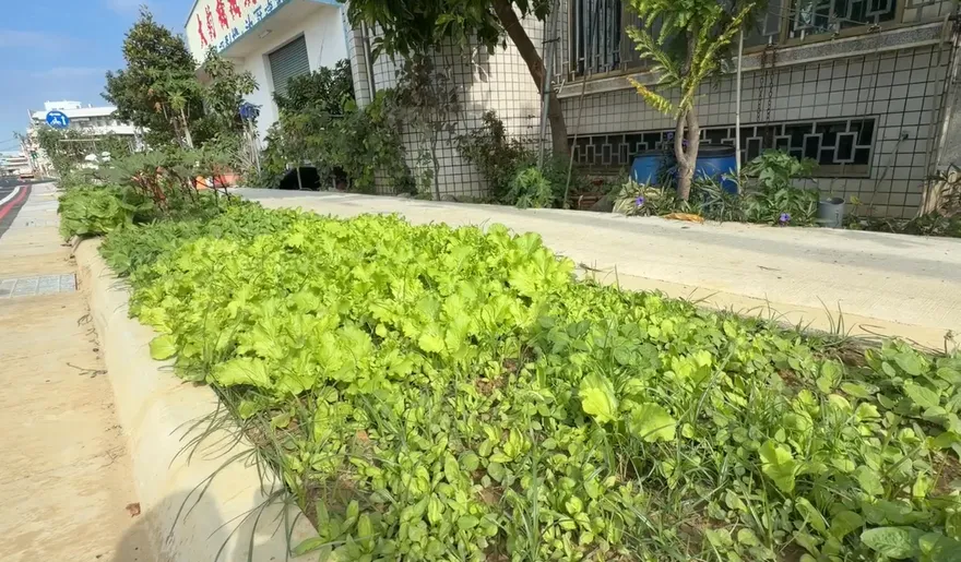 影/綠油油一片！台南人行道綠化帶竟變「開心農場」