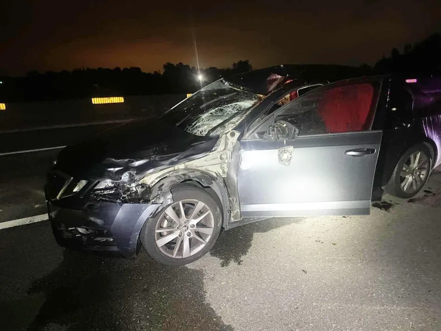 影/台61「雙馬亂跑遭撞死慘劇」！　所屬馬場「是累犯」