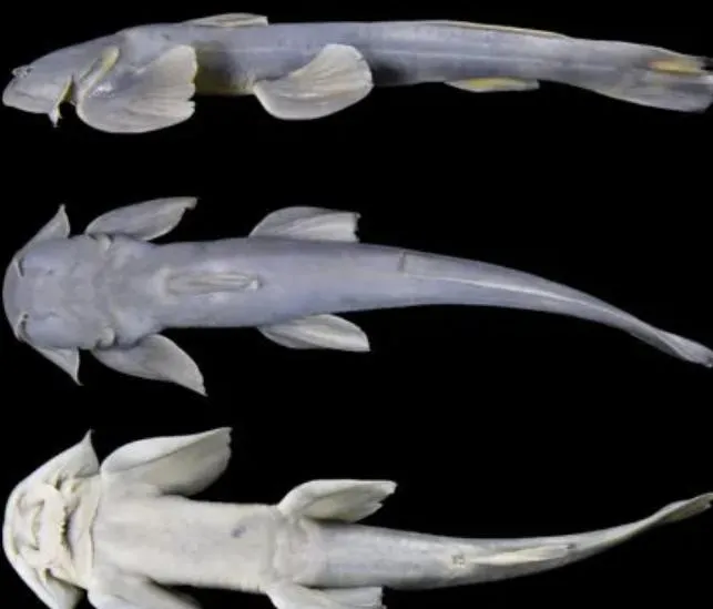 震撼彈！西藏高原發現全球罕見魚類「新物種」　樣貌名稱曝光