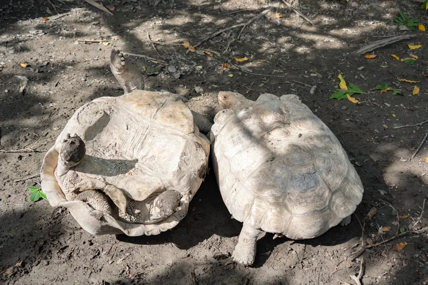 影/北市動物園象龜單挑「互拱翻車」　保育員勸架被遷怒