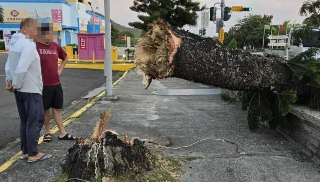 影/啪！墾丁大街一陣落山風　路樹底部斷裂橫躺馬路