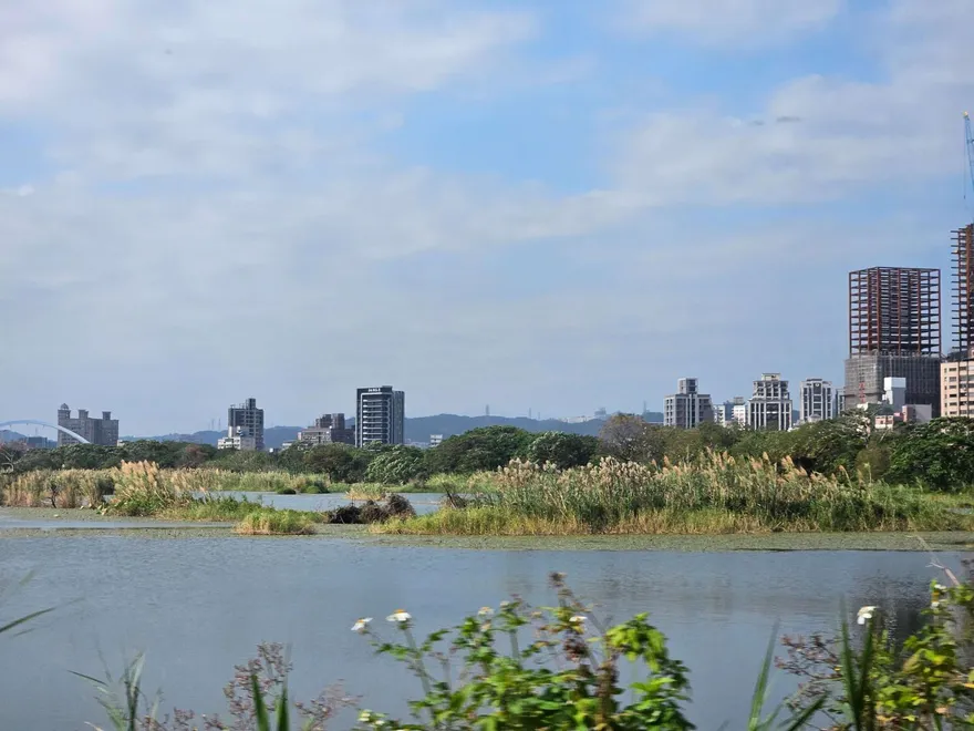 不用上山也能賞芒花！　大漢溪濕地白色浪潮與冬候鳥同框