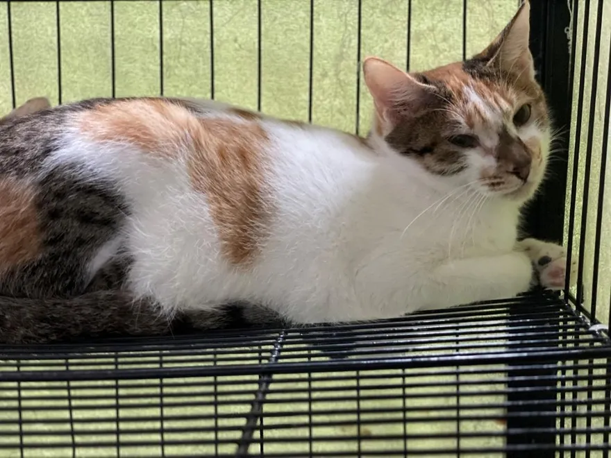 北市女虐殺14隻貓　動保沒入10犬貓緊急安置現況曝