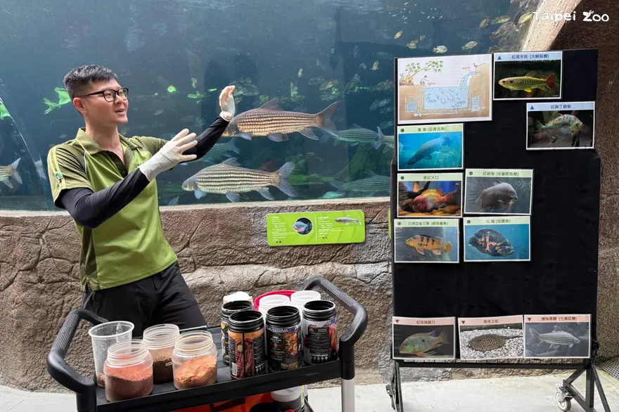 台北市立動物園「鱻食堂」開張！　穿山甲館水下餵食秀超壯觀