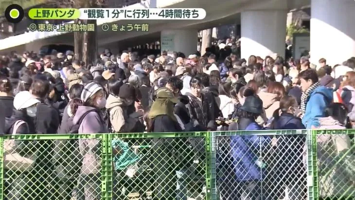 日雙胞胎貓熊下月將返中　民眾擠爆動物園「排4hr只為看1分鐘」