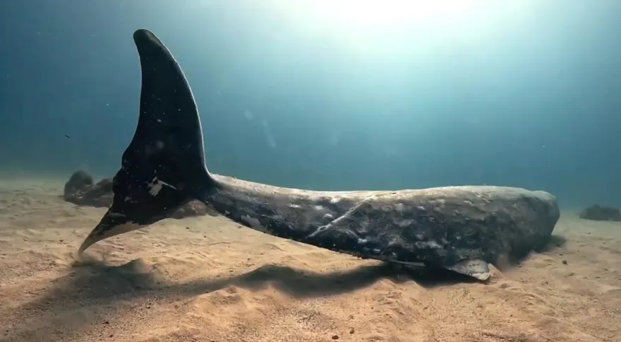 影/罕見畫面曝光！小琉球驚現神秘喙鯨　不打撈原因超暖心