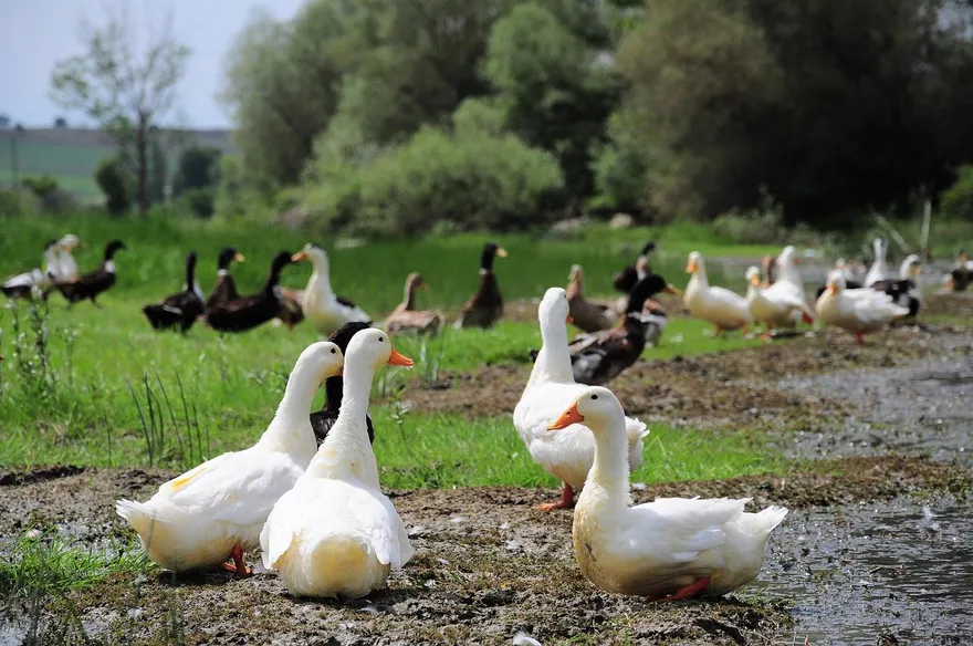全球危機！專家警告禽流感未來恐人傳人　研究：10例確診就難控制