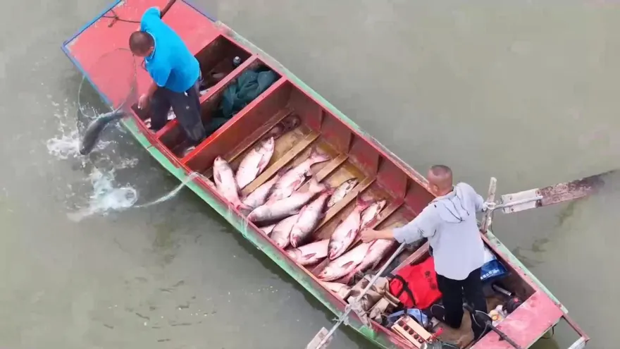 大陸對魚下手了！中科院培育出「無刺鯽魚」