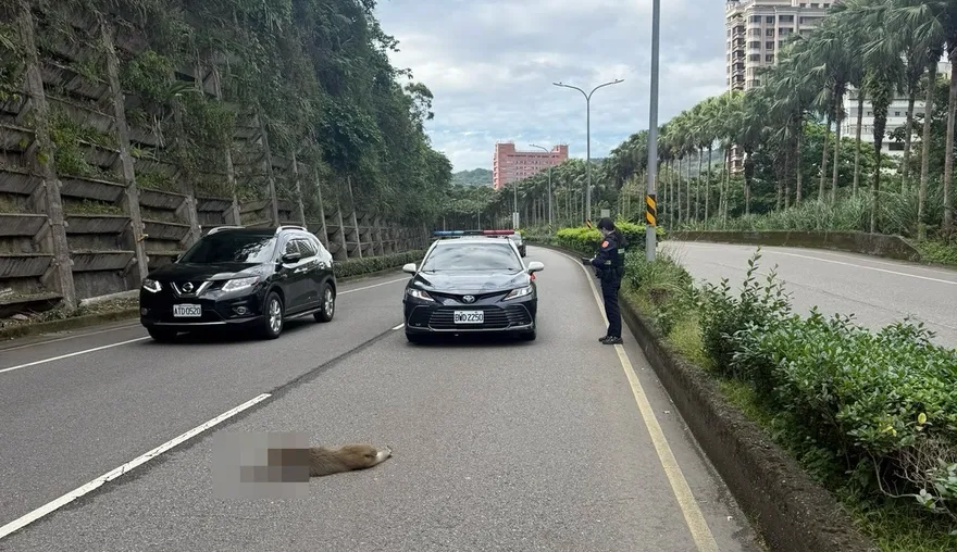 影/紅牌重機深坑山區撞獼猴　騎士慘摔骨折送醫