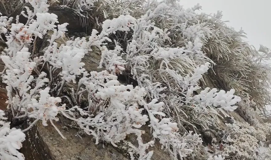 影/合歡山飄雪花！銀白世界美如畫　積雪已達2公分