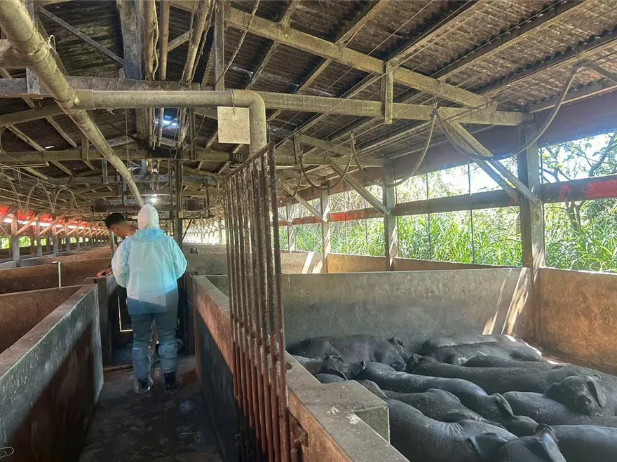 新北市動保處「三管齊下」擋非洲豬瘟　實名制、捕蟲燈也用上