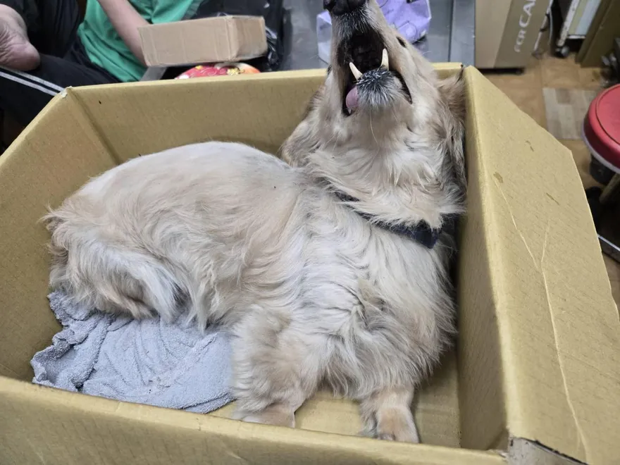 新莊臘腸犬3樓墜落重傷遭棄養　飼主被重罰近13萬+終身禁養