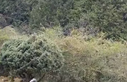 影/睽違8年！阿里山今早下雪了　玉山又現霧淞美景