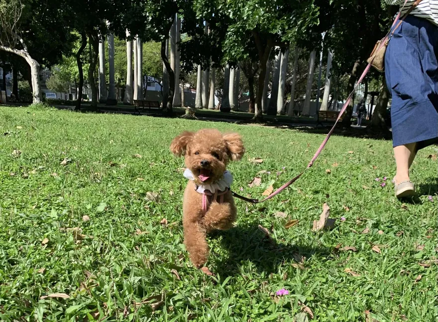 史上最嚴動保修法！棄養寵物罰100萬　虐待動物關5年