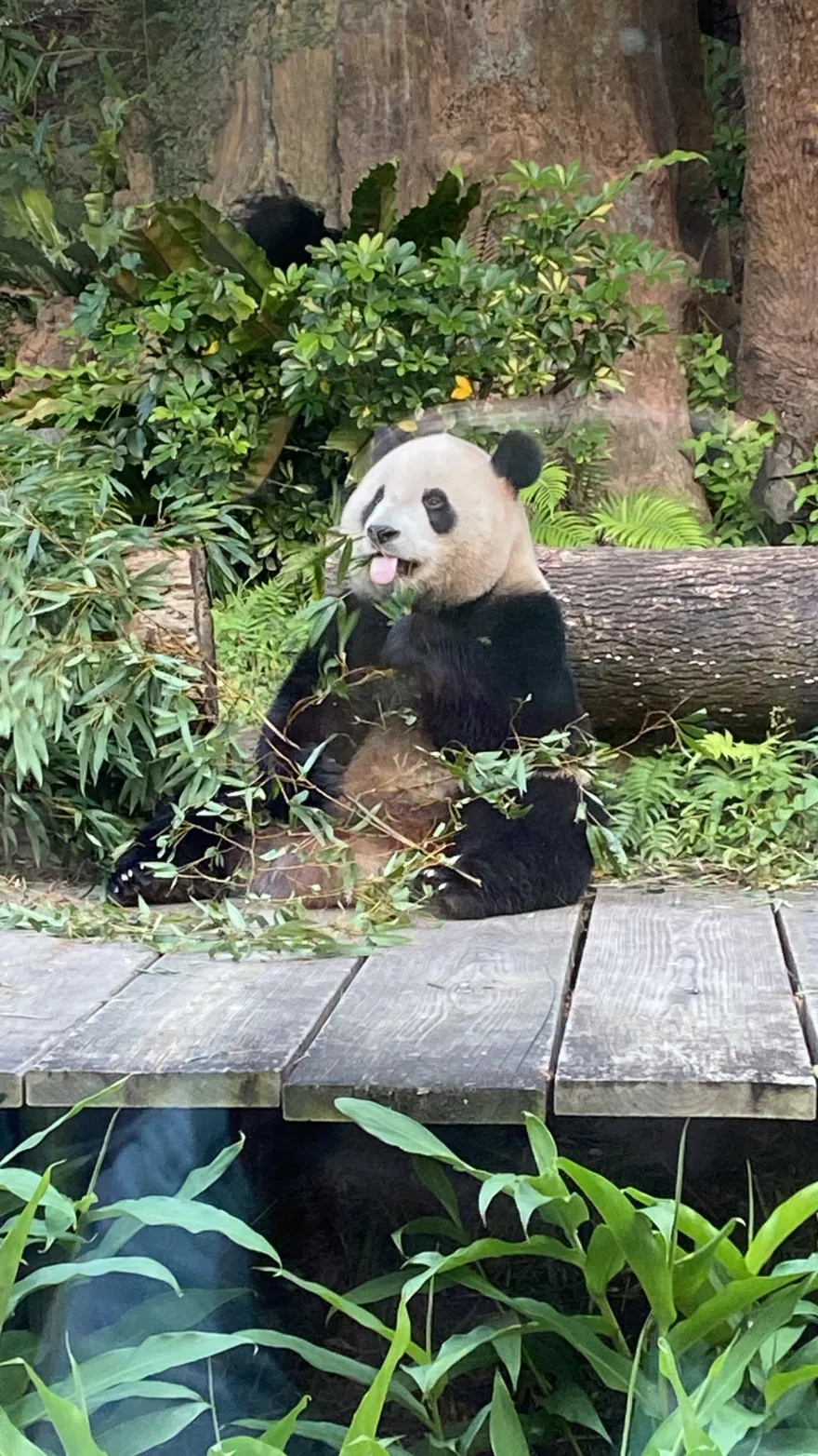 春節快搭捷運來台北貓空！搭纜車、賞山景、喝好茶