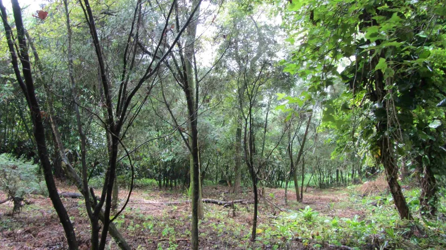 新北獎勵造林！山坡地0.1公頃即可申請　4月底截止