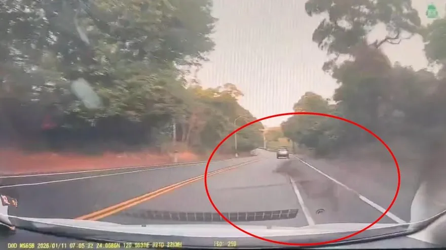 影/彰化市寶山路水鹿突衝出撞車　「翻滾數圈」毫髮無傷逃逸