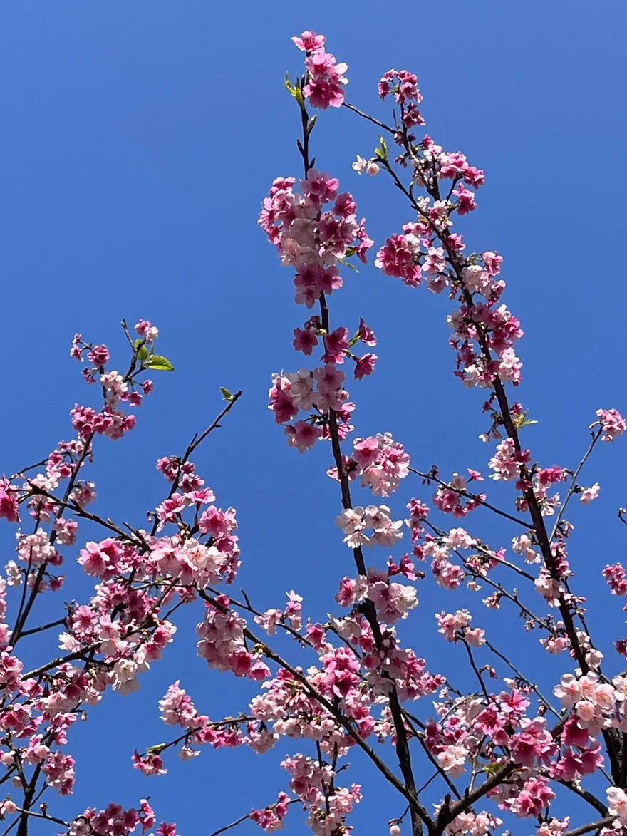 北台灣賞櫻地圖：陽明山、淡水天元宮與三峽大熊櫻花林